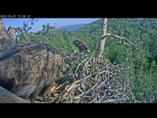 1.05.2023 15:30-21:29 Запись из гнезда орланов-белохвостов Чулмана и Камы-3