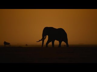 Тайны слонов - Саванна | 1 серия из 4 | 2023 | HD 1080