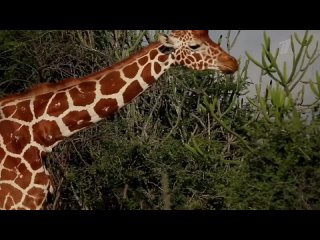 Вмире. Защита сетчатых жирафов. Доброе утро. Фрагмент выпуска от