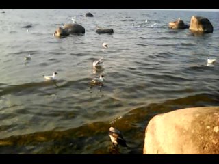 Чайки, дикие уточки, ворона прыгает в воду  года MOV0706A