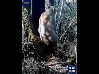 ️Редкая панда-альбинос попала в объективы камер в китайском заповеднике