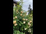 Видео от Мир цветов подарков \/ Балахна