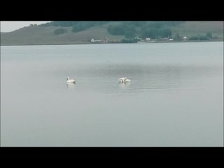 Лебеди в Миндяке.