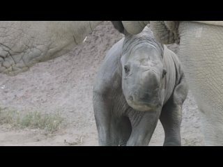 В мире. Родился носорожек. Доброе утро. Фрагмент выпуска от 