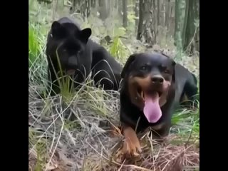 Лучшие друзья