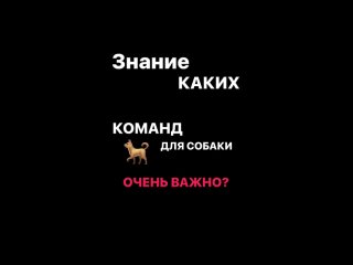 Эти команды должна знать каждая собака