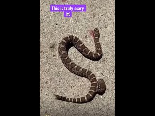 A headless Rattlesnake biting itself