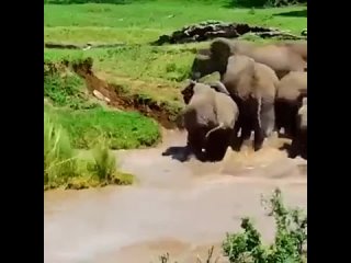 Слонёнка на переправе начало уносить течением