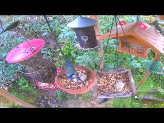 Bird Feeder Live in Switzerland https://dlive.tv/chris_076