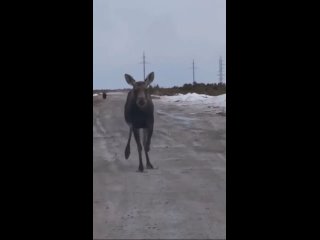 Медведь гонит лося - Карелия