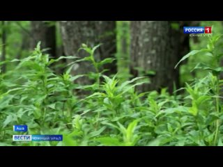 В погоне за кислицей: как собирают витаминное растение в Челябинской области