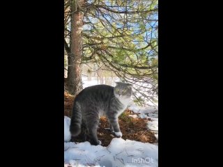 Весенние прогулки пушистой банды)!