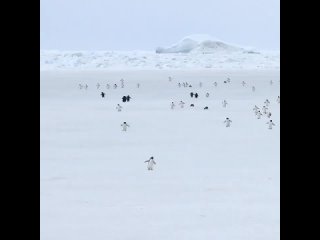 пингвины на спидхаке