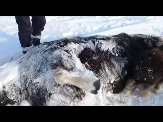 На Таймыре нашли оставшегося без мамы новорождённого овцебычка  Он стоял рядом с телом мёртвой мамы. Малыш пугался людей и при