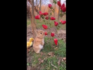 Потрясающе выглядит кролик поглощающий сочные ягоды клубники_ C H A N E L