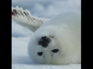 Милый детеныш тюленя - белёк
