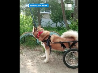 Нижегородцы спасли хаски, которую сделали инвалидом