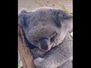 Mama koala bear cuddling her son