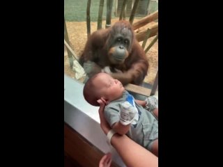 Самка орангутана попросила показать ей ребёнка.