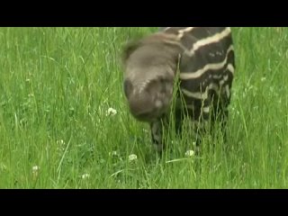 В мире. Чехия: полосатый тапирчик. Доброе утро. Фрагмент выпуска от 