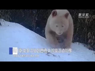 Редкую панду-альбиноса удалось запечатлеть работникам китайского заповедника