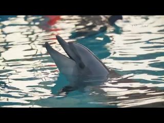 Дельфинотерапия  Исцеляющие звуки дельфинов.