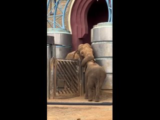 Трогательная встреча слона со своим сыном в зоопарке