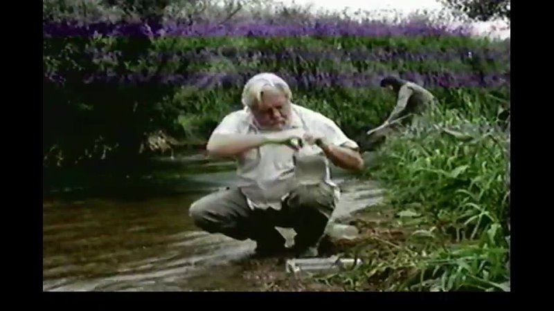 Amateur Naturalist - Upstream, Downstream (11)