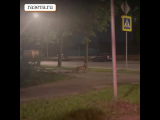 Лиса перебегает дорогу в Москве
