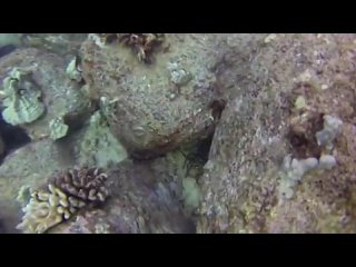 Подводный мир Гавайев