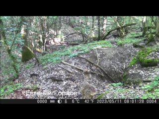 Фотоловушками департамента природных ресурсов и экологии зафиксированы постоянные обитатели леса - дикий кабан, европейская косу