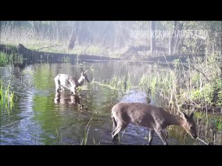 Заповедный водопой: начало мая