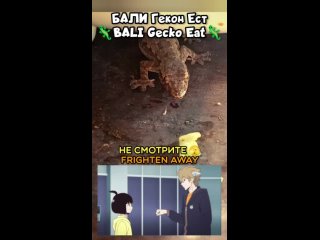 🦎 «Bali Gecko Eat / Бали Гекон Кушает»