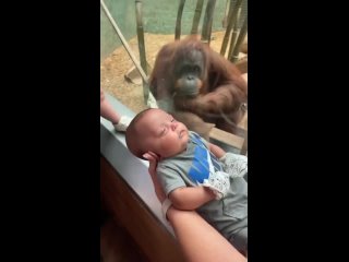 Одна любопытная самка-орангутан из зоопарка Луисвилла попросила у женщины-посетительницы показать ребенка!