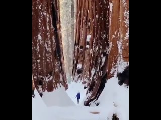 Sequoiadendron giganteum - единственный ныне живущий вид рода Sequoiadendron. Высота рекордных деревьев достигает 94,8 м