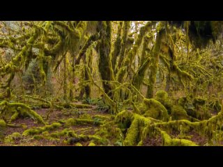 Amazing Hoh Rain Forest in 4K - Winter  Summer _ Nature Sounds with Soothing Birds Singing