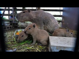 капибарья семья кушает