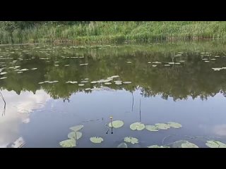 Видео от Александра Владимировича(360p).mp4