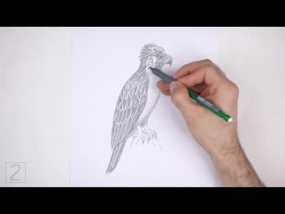 How2DrawAnimals. Как нарисовать филиппинского орла