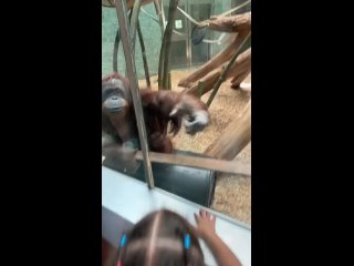 Самка орангутана попросила посетительницу зоопарка показать ей младенца