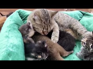 Мама-кошка воспитывает детеныша выдры