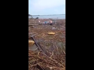 В Одессе к берегу прибило плавучий остров на котором путешествовала косуля. На строительном мусоре также приплыла собака, котору
