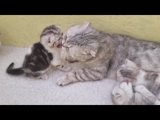 Мама кошка вылизывает и целует своего котенка. Умывает и ухаживает за котятами. Котенок целует маму