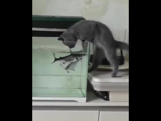 «Кот точно перехотел там рыбачить!»