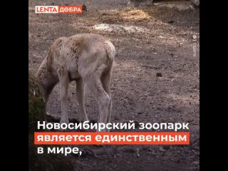 🤗 Новосибирский зоопарк — единственное место в мире, где разводят и выпускают в дикую природу редких алтайских горных баранов.