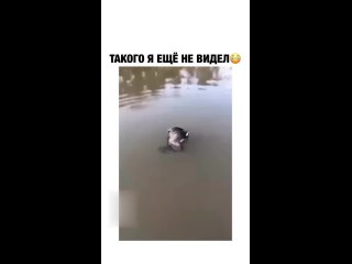 Вы когда-нибудь видели такое? 😨