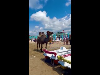 В Анапе отдыхающие пожаловались на эксплуатацию верблюда пляжными фотографами.