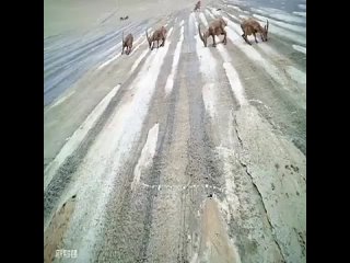альпийские козлы