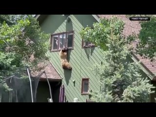 Медведь-рецидивист продолжает грабить дома в одном из городов Колорадо