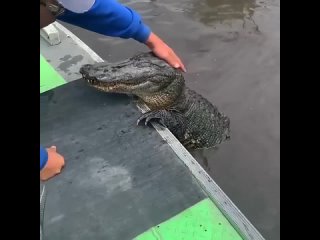 Какой улыбчивый крокодил! Скорее всего, он сыт и доволен жизнью, поэтому ведёт себя спокойно и даже разрешает гладить себя